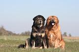 DOGUE DU TIBET 524